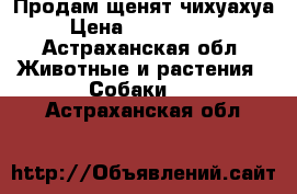 Продам щенят чихуахуа › Цена ­ 6000-8000 - Астраханская обл. Животные и растения » Собаки   . Астраханская обл.